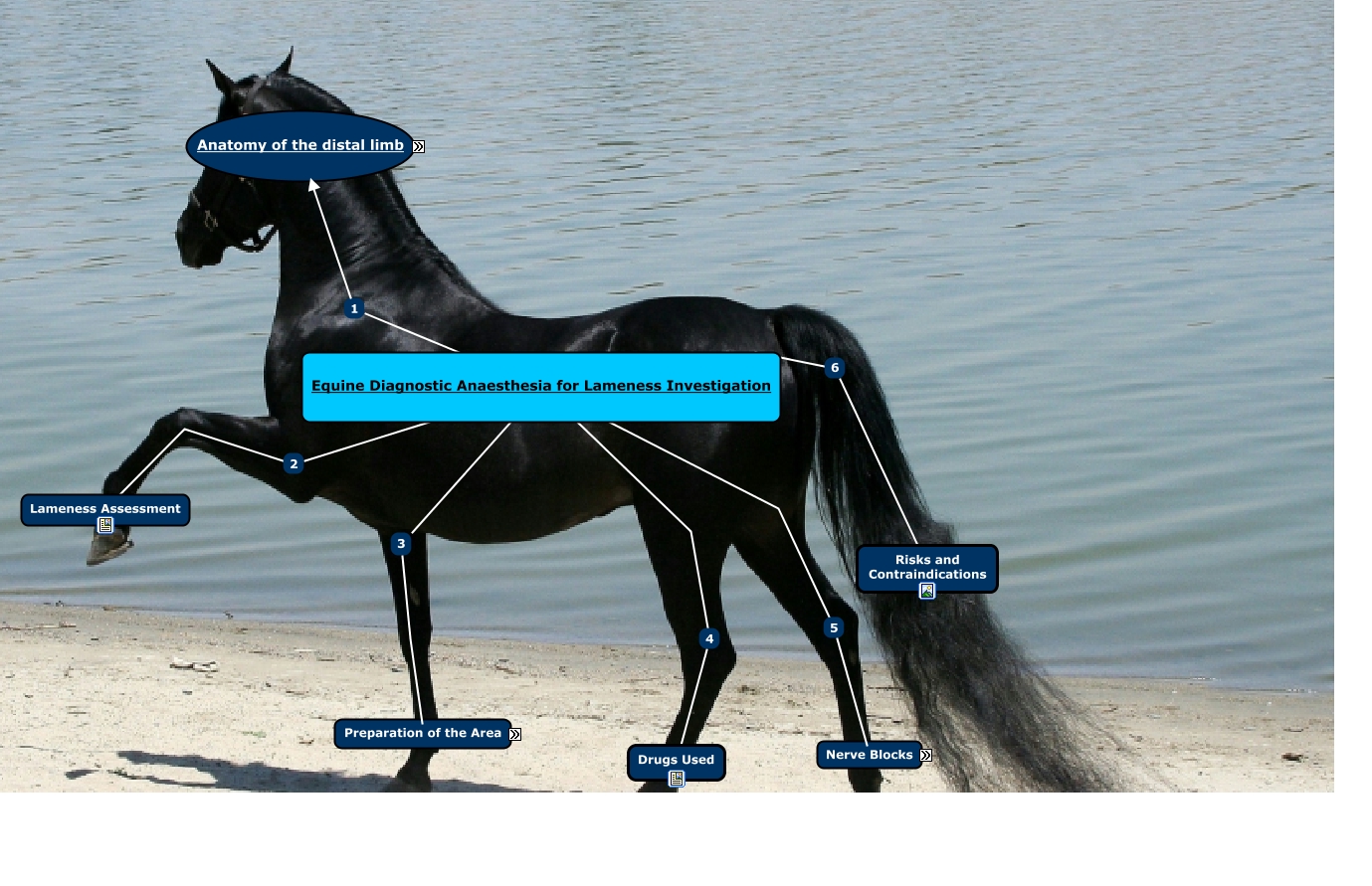 LAB 4 EQUINE LAMENESS ASSESSMENT